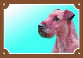 Image result for irský teriér