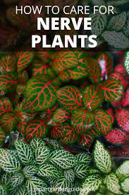 Nerve Plant Care Fittonia Grow Nerve Plants With Ease Top Tips For Growing Nerve Plants Nerve Plant Plants Plant Care