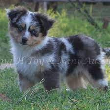There is still some confusion regarding the size and height of this breed. Tk Aussies Standards Mini Toy Aussies Home Facebook