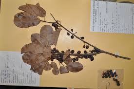 Image result for Manilkara obovata