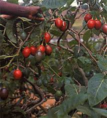 The species originated in western south america and central america. Tree Tomato
