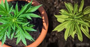 Knowing where your cannabis plants are in their life cycle will dictate when to prune, train, and trellis your plants, and when to harvest. Growing Cannabis Outdoors Pots Or Open Soil Sensi Seeds Sensi Seeds