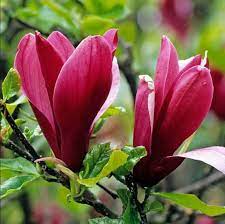 Magnolia Liliiflora Shrub 20 Seeds Mulan Tulip Lily Magnolia Mixed Color Plants Shrubs Beautiful Flowers