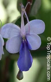 Image result for Rotheca wildii