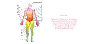 So what is low back strain? Hip Pain Explained Including Structures Anatomy Of The Hip And Pelvis