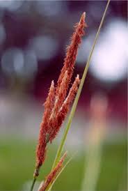 Image result for Carex sp.no.1