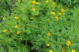 Image result for Gutenbergia filifolia