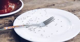 How to prevent sugar ants from invading your house. How To Kill And Prevent Ants In Your House And Yard