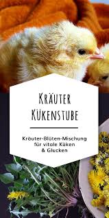 Krauter Fur Kuken Und Glucken Mit Bildern Huhnerzucht Huhner Als Haustiere Huhner Futter