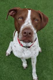 Find home for an animal alerts get alerts. Adopt Paige On Petfinder German Shorthaired Pointer I Love Dogs Dogs