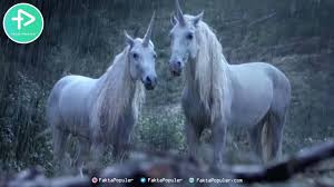 10 Penampakan Unicorn Di Dunia Nyata Yang Tak Bisa Dijelaskan Youtube