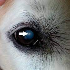 Lanomax - Possibly A New Hope For Dogs With Cataracts
