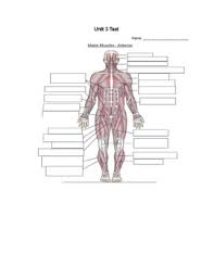The muscular system is made up of specialized cells called muscle fibers. Muscle Labeling Worksheets Teaching Resources Tpt