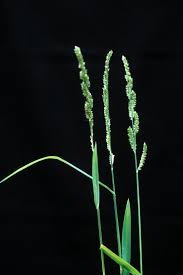 Image result for Echinochloa ugandensis