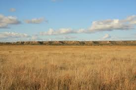 Check spelling or type a new query. Shortgrass Prairie Wikipedia