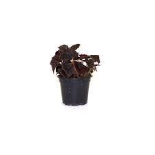 Image result for Begonia princeae