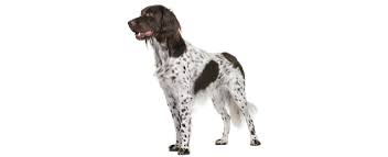 The large münsterländer is from the same area, but was developed from different breeding stock and is not related as the names would suggest. Small Munsterlander Dog Breed Profile Petfinder