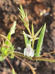 Image result for Justicia matammensis