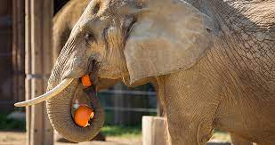 We did not find results for: Ask The Expert How Much Do Elephants Eat Cleveland Zoological Society September 05 2017