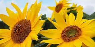 Dari latin, nama ini lahir dalam mitologi klasik oleh beberapa karakter; 3 Khasiat Bunga Matahari Untuk Kesehatan Anda Deherba Com