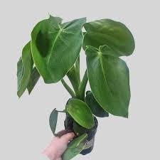 Image result for Monadenium rugosum