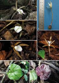 Image result for Nervilia