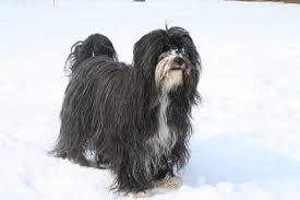 Tiny cartoony, pocket size micro boy louis is a beautiful shorthair, lustrous coat. Black And White Long Haired Large Dog Free Image Peakpx