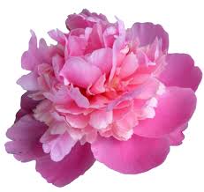 Check spelling or type a new query. Transparent Flowers Transparent Pink Peony Flowers Flowers Photography Wallpaper Pink Peonies