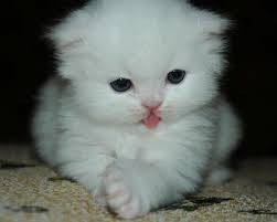Harga dan cara merawat anak kucing persia mania kucing blog. Image Result For Gambar Kucing Comel Jelir Lidah Cute Cats Cute Cats And Kittens Cute Animals