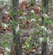 Image result for Jasminum stenolobum