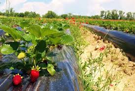 We did not find results for: Ajofm Bihor Anunta 800 De Locuri De Munca La Cules De Capsuni In