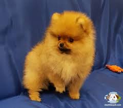Pomeranian Boo Pomeranian Boo Kopek Kopekseverler Kopeksahiplendirme Kopekyavrusu Evcilhayvan Evcilhayvanurunleri Satilikkopekle Evcil Hayvanlar Kopek