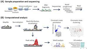 Lets say, hypothetically, a peak caller finds differential sites at gene a for both of those histone modifications. Methods For Chip Seq Analysis A Practical Workflow And Advanced Applications Sciencedirect