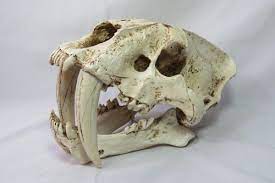 Cranio De Tigre Dentes De Sabre Smilodon Fatalis Rep
