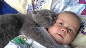 Jangan takut apabila si kucing seperti mendengkur (purring) keras didekat kita ya catlovers! 13 Cara Membuat Kucing Sayang Kepada Kita Arenahewan Com