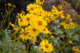 Image result for Embelia libeniana