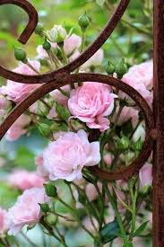 Moment S Rosa Garten Blumen Anbauen Schone Blumen