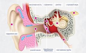 как отличить шум в ушах от шума в голове Shum V Ushah Tinnitus I Gul V Ushah Kak Eto Lechit Betterton