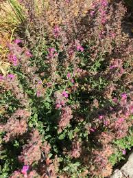 Image result for Teucrium