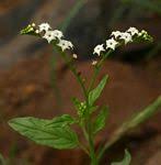 Image result for Heliotropium ciliatum
