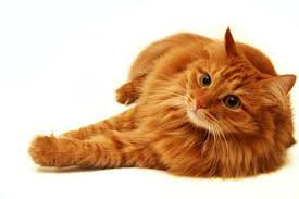 Ideally, the strips are evenly spaced none broken lines. Orange Tabby Photos Thriftyfun