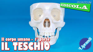 Vorrei sapere essattamente il totale dei fascicoli della collezione alla scoperta del corpo umano con willy. Rba Italia Il Corpo Umano Il Cranio Un Salto In Edicola Recensione Youtube