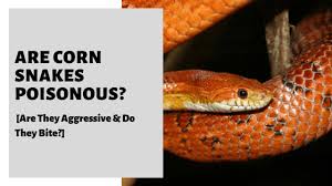 How long do rats live pets? Are Corn Snakes Poisonous Are They Aggressive Bite
