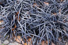 Image result for Ophiopogon