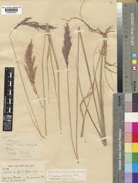 Image result for Bewsia