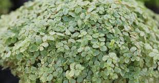 Bobikopf Plant Pielegnacja I Rozmnazanie Bubikopfchen Gartenlexikon De Pflanzen Bubikopf Und Garten