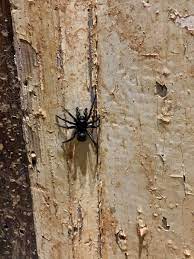 How to get rid of spiders in the house my basement have so many spiders how to get rid of bugs in the basement keep spiders out of your basement get rid of spiders in my basement 5 simple ways to get rid of spiders in the basement9 great ways continue reading. Id Roanoke Va I Found This Spider Outside Of My Basement Door A Couple Months Back I Relocated It To A Wooded Area But Could Never Figure Out What It Was Spiders