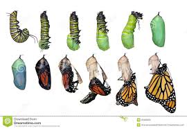Monarch Butterfly Life Cycle Danaus Plexippus Download From Over 56 Million High Quality Sto Butterfly Metamorphosis Monarch Butterfly Butterfly Life Cycle