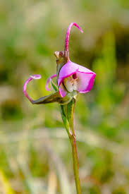 Image result for Disperis reichenbachiana