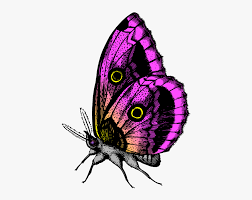 Maybe you would like to learn more about one of these? Butterfly In Purple Colors You Give Me Butterflies Hd Png Download Transparent Png Image Pngitem
